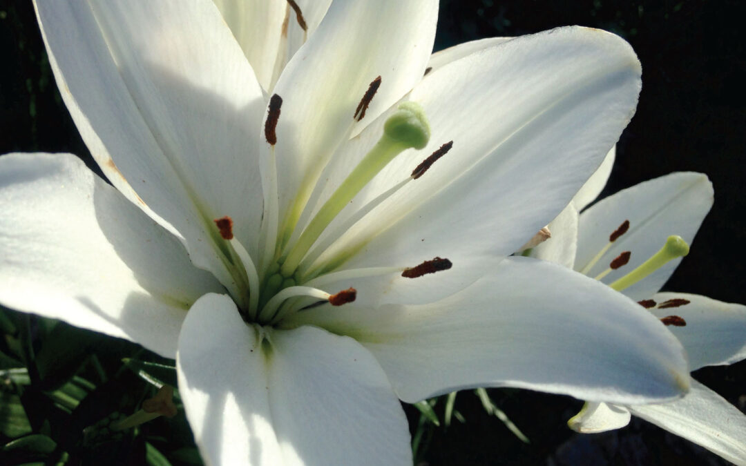 Easter Lilies