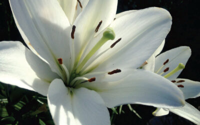 Easter Lilies