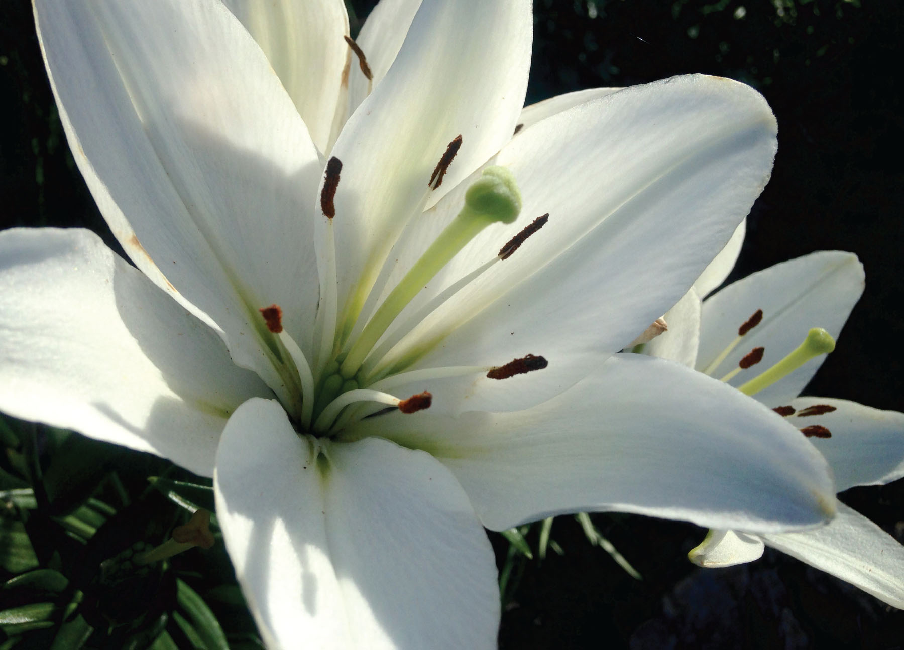 Purchase Easter Lilies to decorate the church for Easter. Deadline March 9